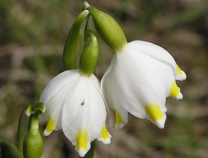 LEUCOJUM VERNUM subsp. CARPATICUM (Spring) O. Schwartz – bledule jarní karpatská / bleduľa jarná karpatská