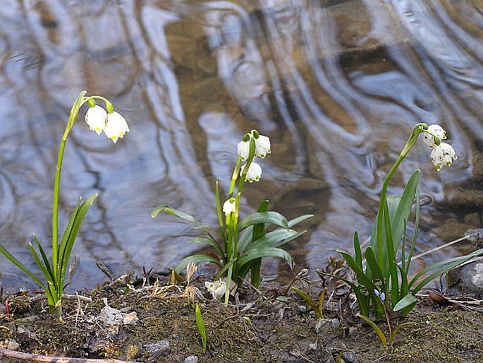 Leucojum vernum carpaticum