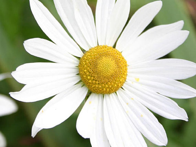 LEUCANTHEMELLA SEROTINA (L.) Tzvelev - luhovnice pozdní / králik neskorý