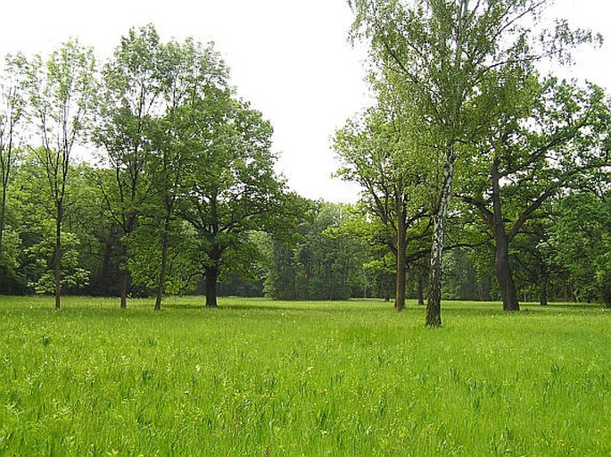 Všetatské Polabí, Slatinná louka u Liblic – přírodní rezervace