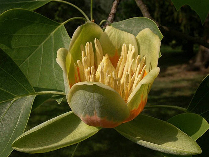 LIRIODENDRON TULIPIFERA L. – liliovník tulipánokvětý / ľaliovník tulipánokvetý