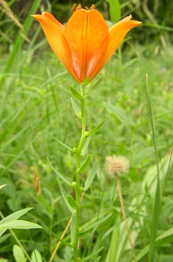 Lilium bulbiferum