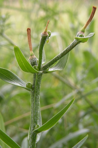 Lilium bulbiferum