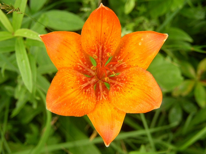 LILIUM BULBIFERUM L. – lilie cibulkonosná / ľalia cibuľkonosná