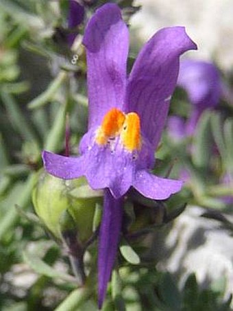 Linaria alpina