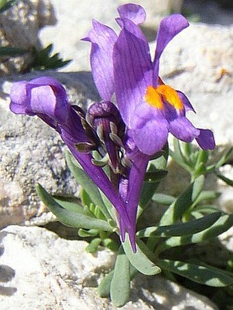 Linaria alpina