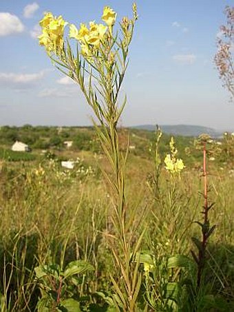 Linaria pallidiflora