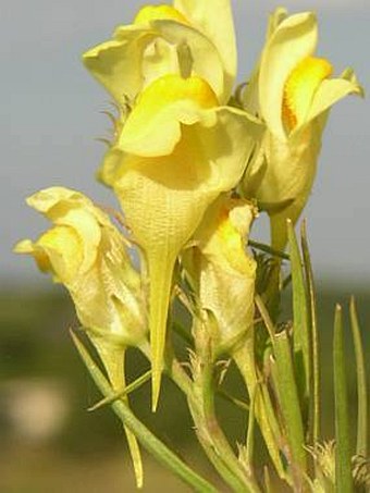 Linaria pallidiflora