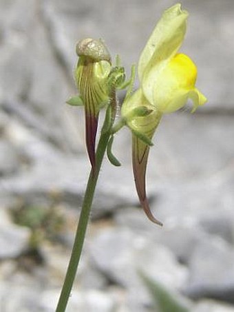 Linaria supina