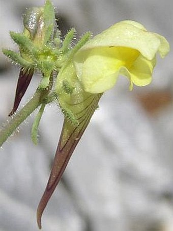 Linaria supina