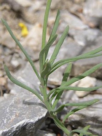 Linaria supina