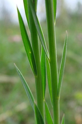 Linum bienne