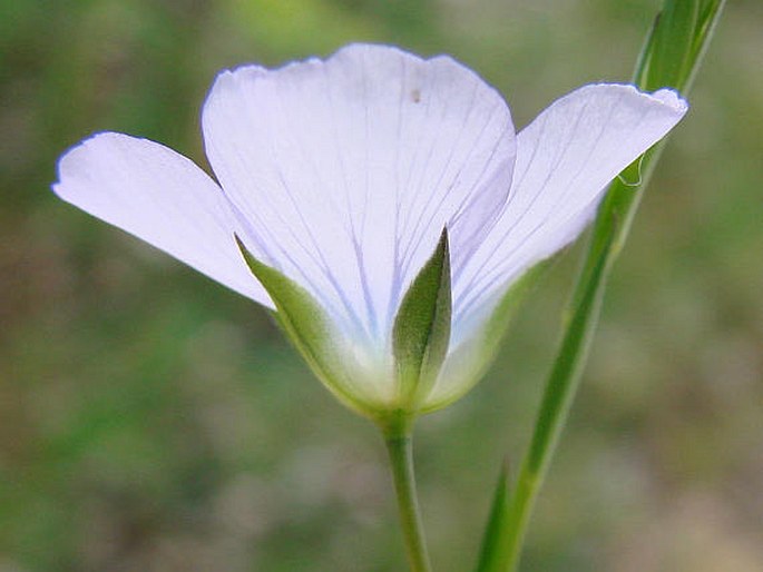 Linum bienne