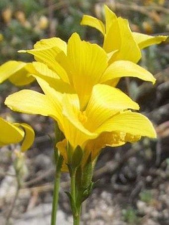 Linum dolomiticum