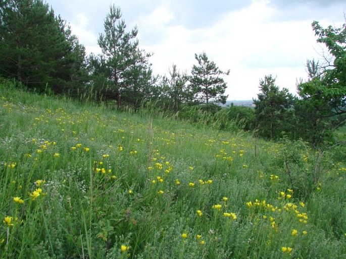 Linum flavum