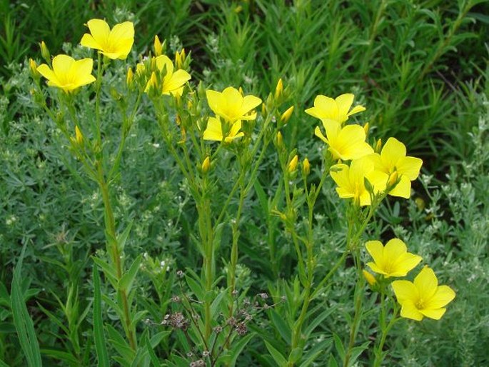 Linum flavum