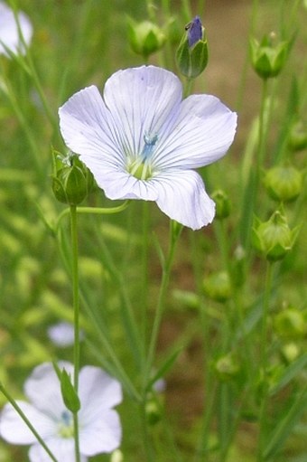 Linum usitatissimum