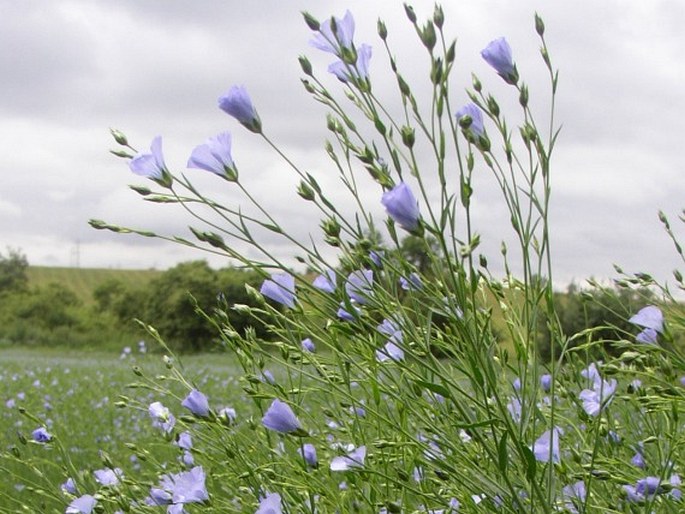 Linum usitatissimum