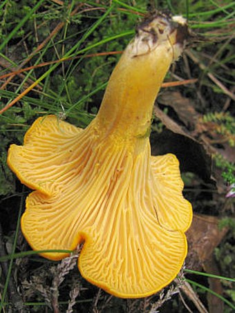 Cantharellus cibarius var. cibarius