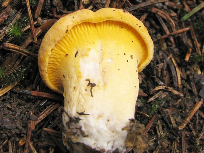 Cantharellus cibarius var. cibarius