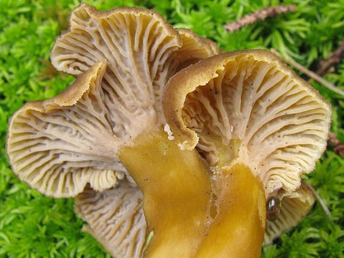 Cantharellus tubaeformis