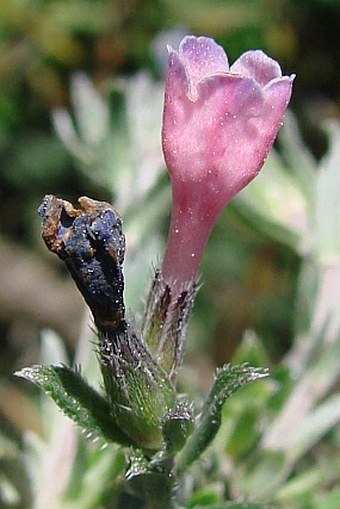 Lithodora hispidula subsp.versicolor