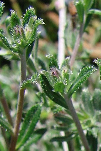 Lithodora hispidula subsp.versicolor