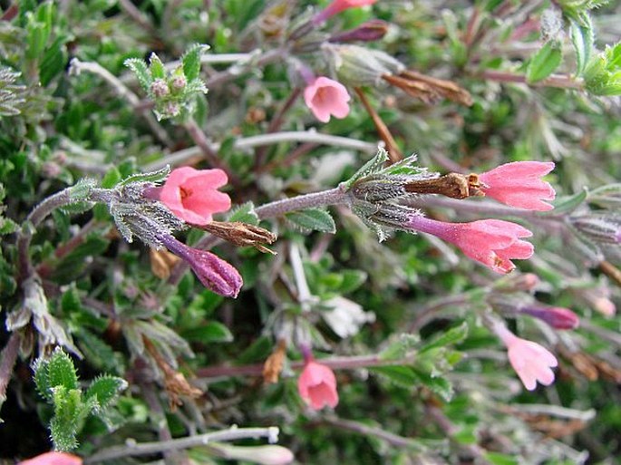 LITHODORA HISPIDULA (Sibth. et Sm.) Griseb. – kamejnička