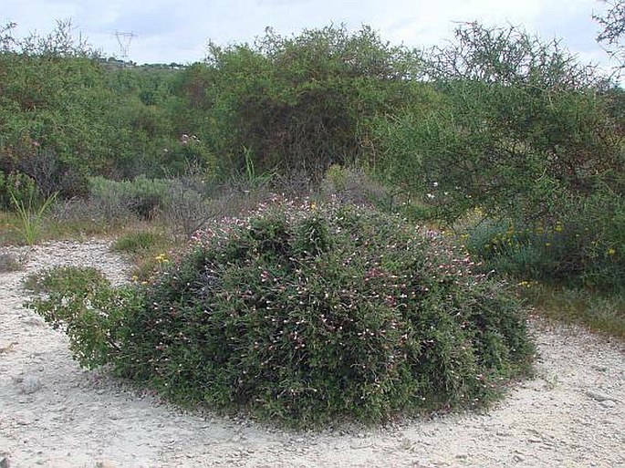 Lithodora hispidula subsp. versicolor