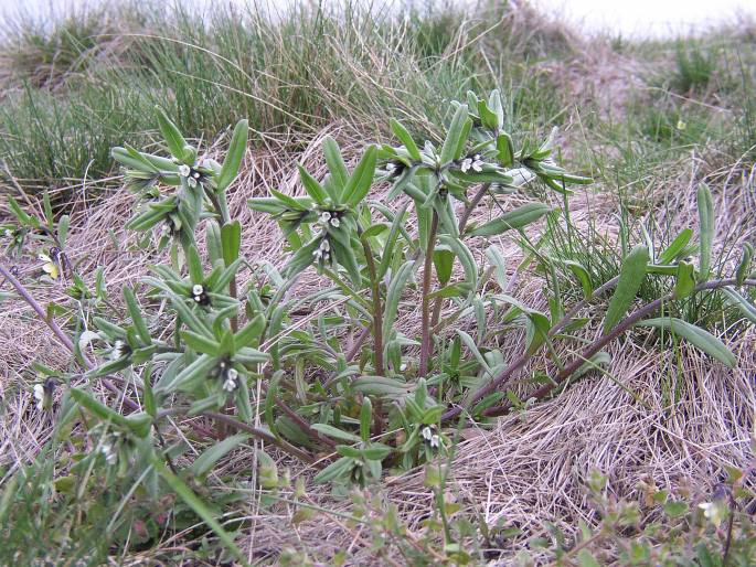 Buglossoides arvensis