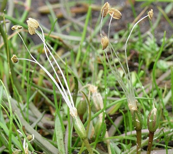 Littorella uniflora