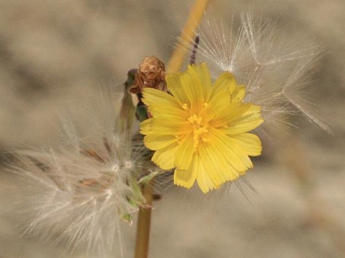 LACTUCA SERRIOLA L. – locika kompasová / šalát kompasový