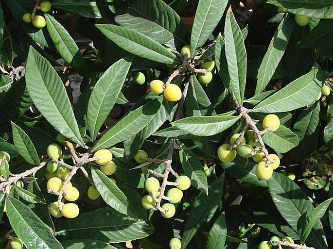 Eriobotrya japonica