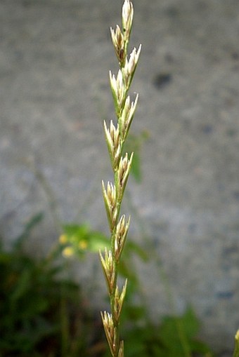 Lolium perenne