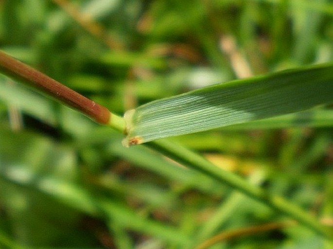 Lolium perenne