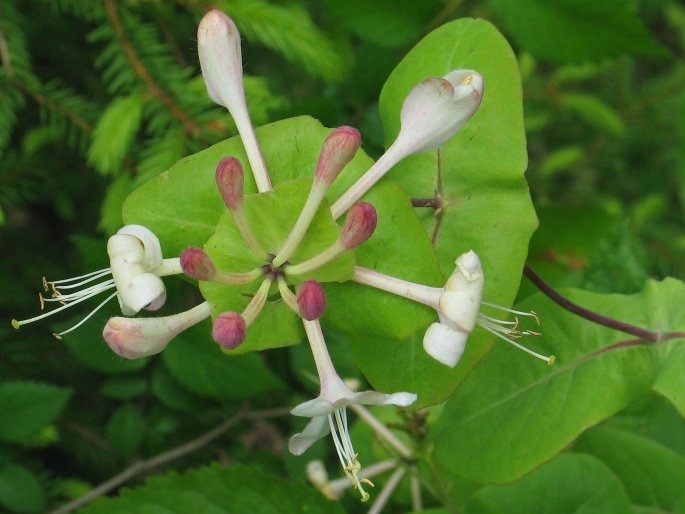 Lonicera caprifolium