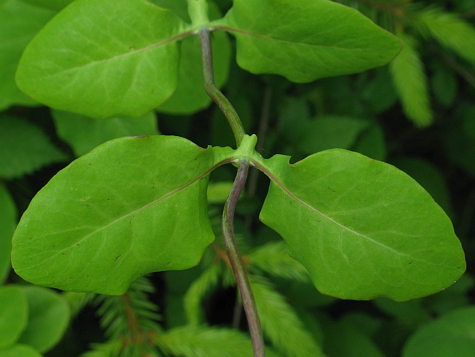 Lonicera caprifolium