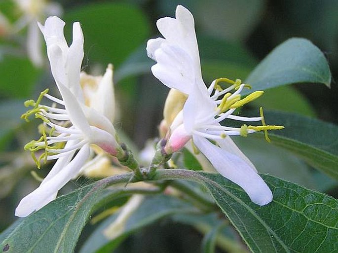 Lonicera maackii