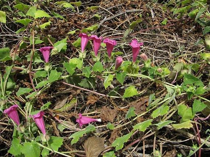 Lophospermum erubescens