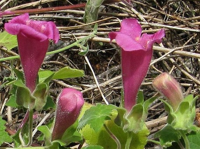 Lophospermum erubescens