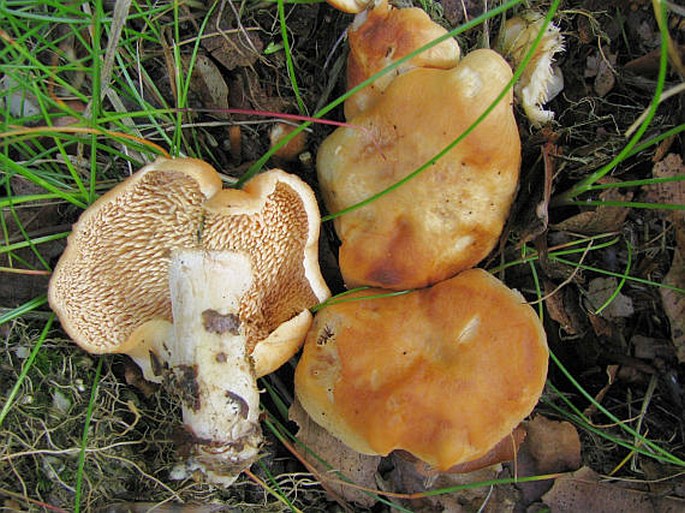 Hydnum rufescens