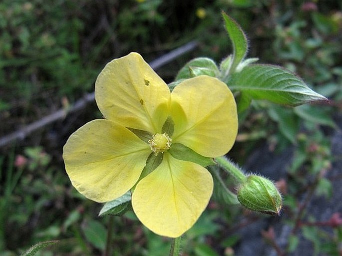 LUDWIGIA OCTOVALVIS (Jacq.) P. H. Raven - zakucelka / ludvigia