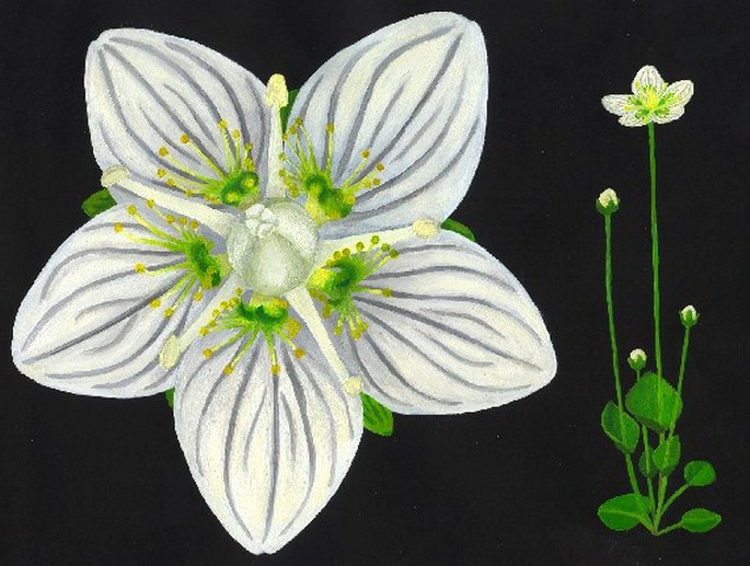 Soutěž Nejlepší botanická ilustrace roku 2011 - Tereza Lukešová