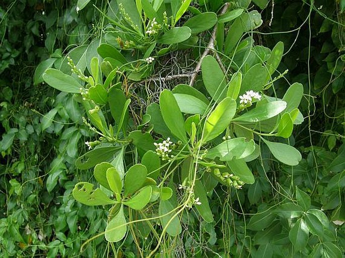 Lumnitzera racemosa