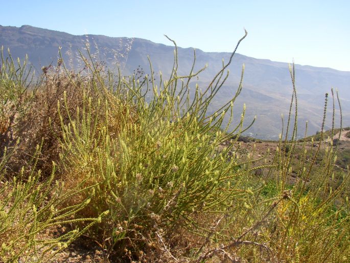 Reseda luteola