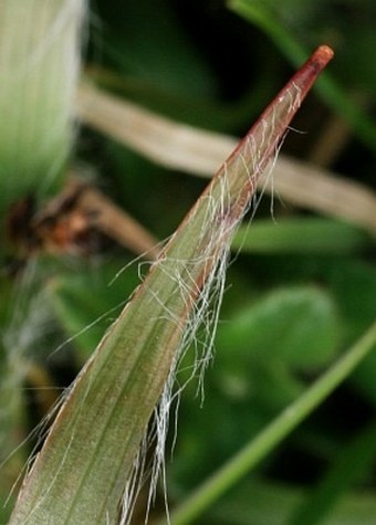 Luzula campestris