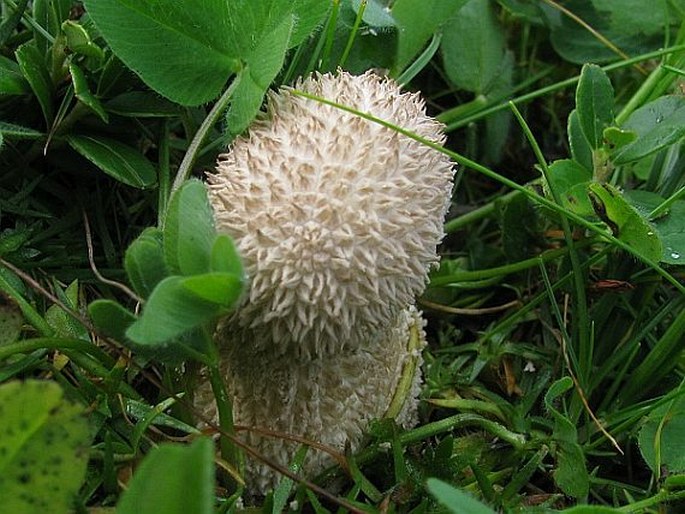 Lycoperdon excipuliforme