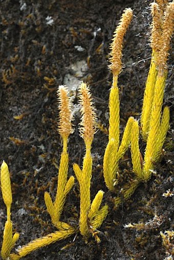 Lycopodium clavatum subsp. contiguum