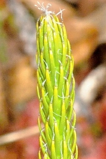 Lycopodium clavatum subsp. contiguum