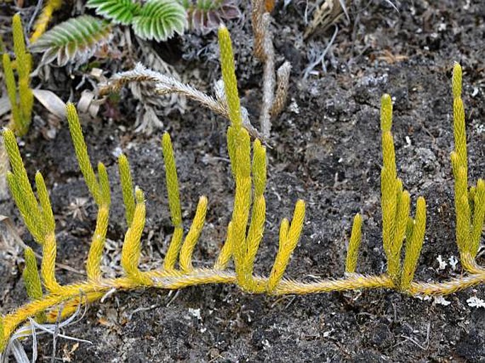 Lycopodium clavatum subsp. contiguum